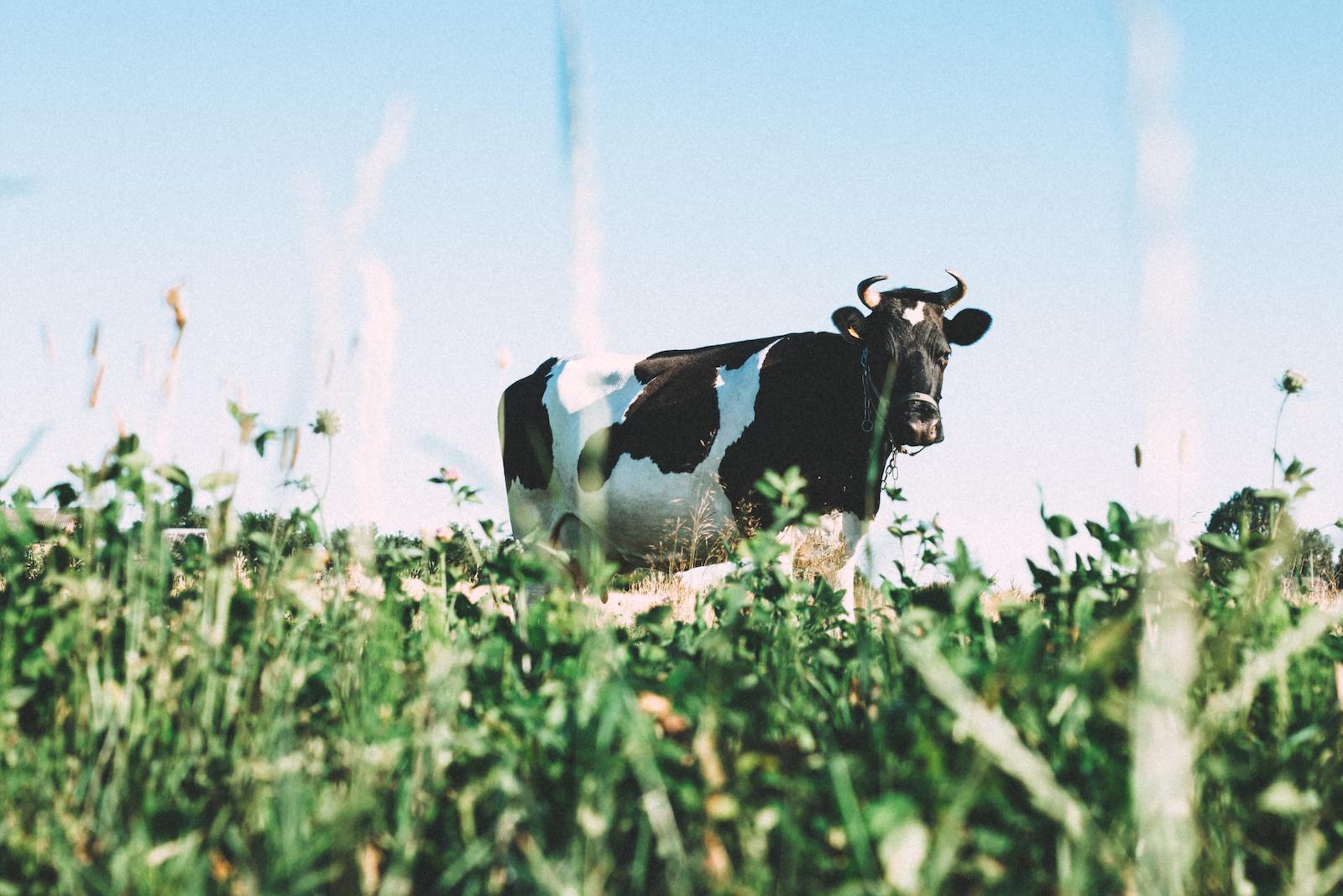 latte come cibo di origine animale e quindi come cibo nutriente per uomo e ambiente